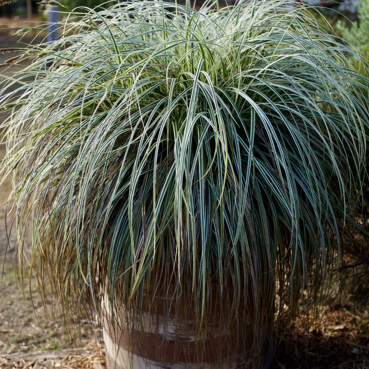 Carex Feather Falls Grasses Brookfield Gardens