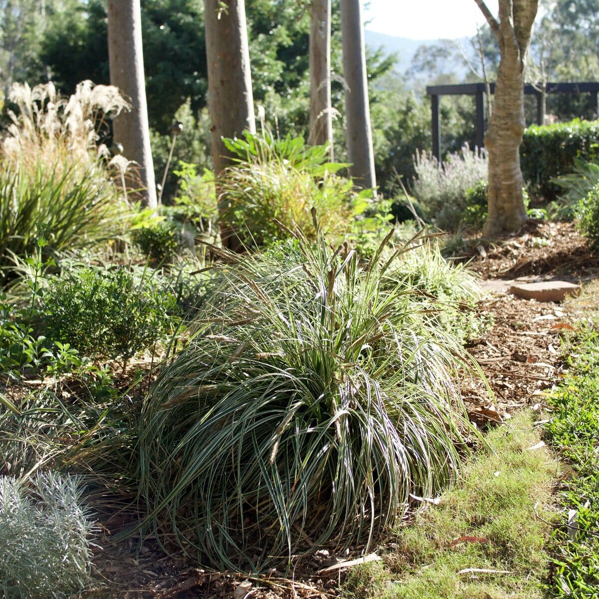 Carex Feather Falls Grasses Brookfield Gardens