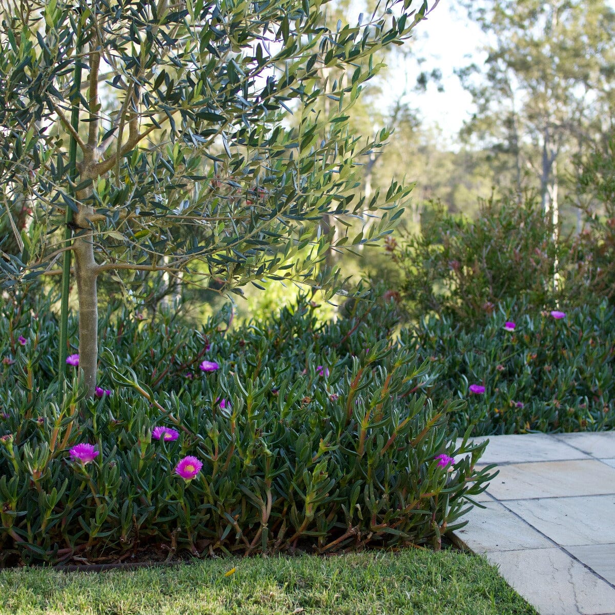 Carpobrotus rossii, Pig Face Brookfield Gardens