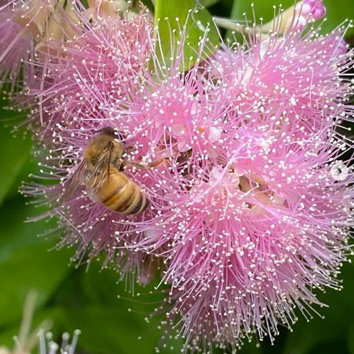 Cascade or Weeping Lilly Pilly, Syzygium