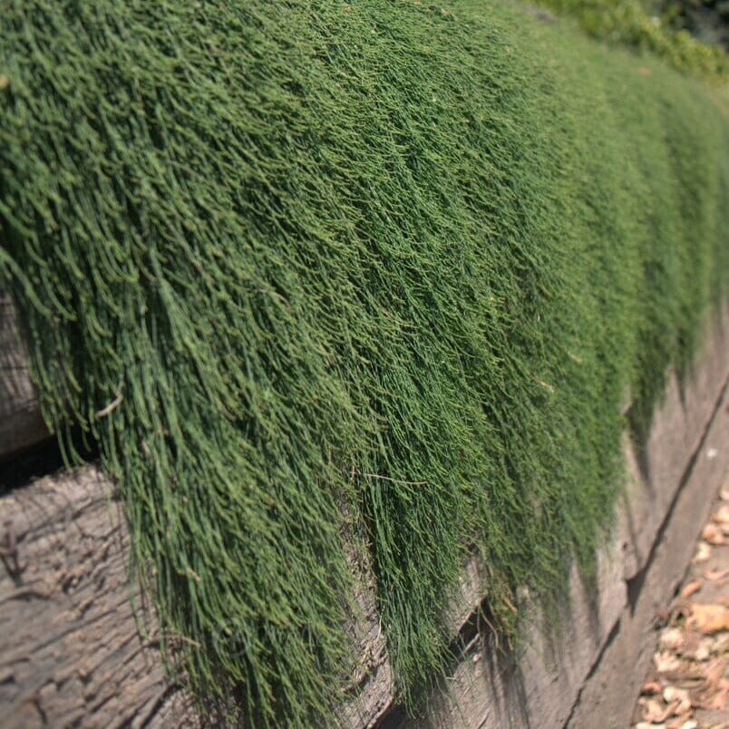 Casuarina, Cousin It Natives incl trees Brookfield Gardens