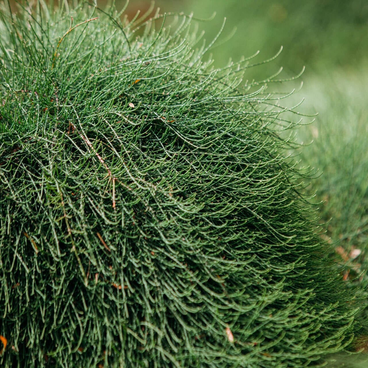 Casuarina, Cousin It Natives incl trees Brookfield Gardens