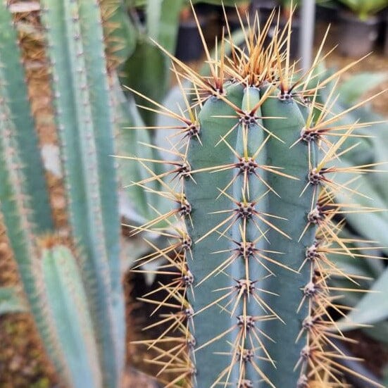 Cereus Cactus Brookfield Gardens