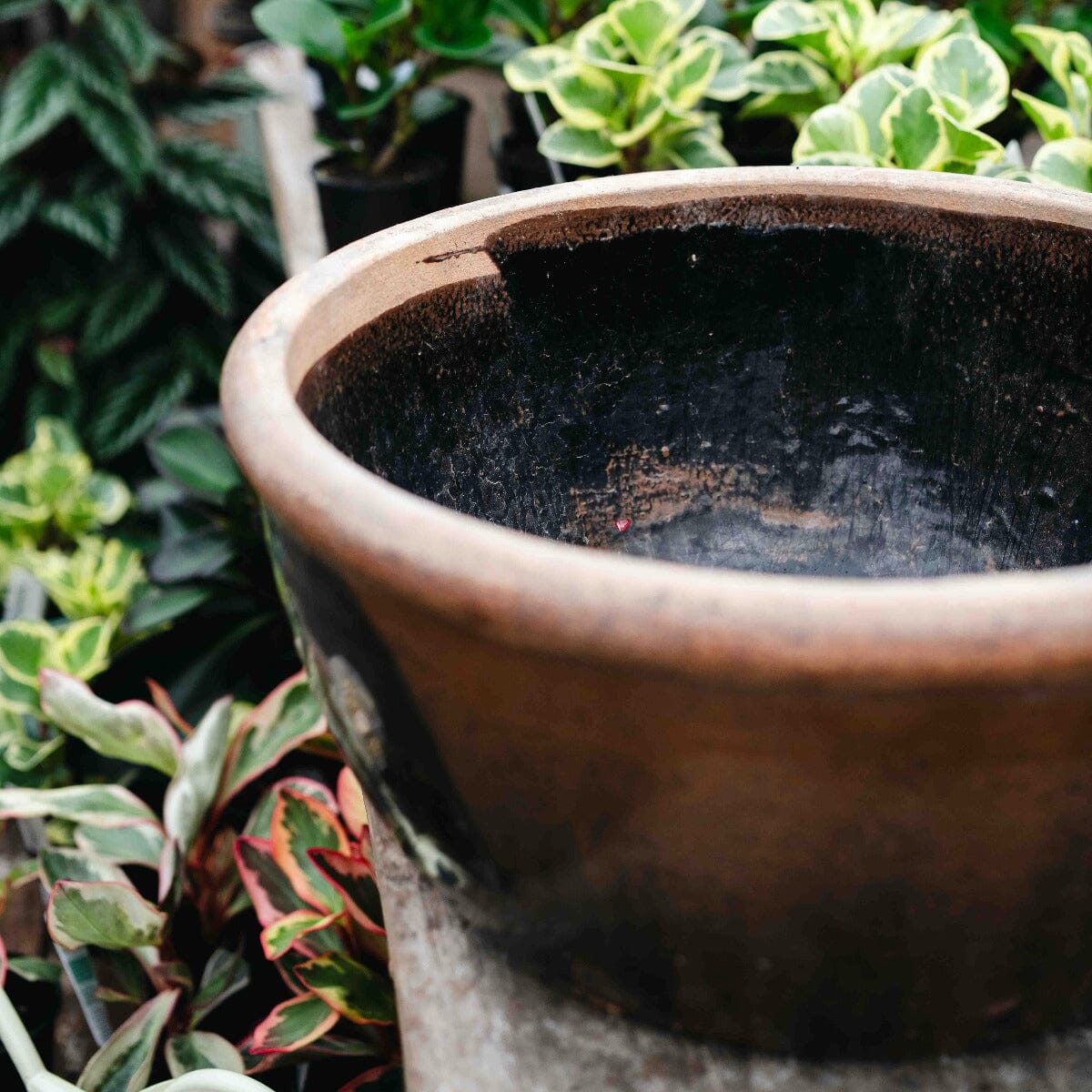 Chinese Stone Basin Pots - Decorator Brookfield Gardens