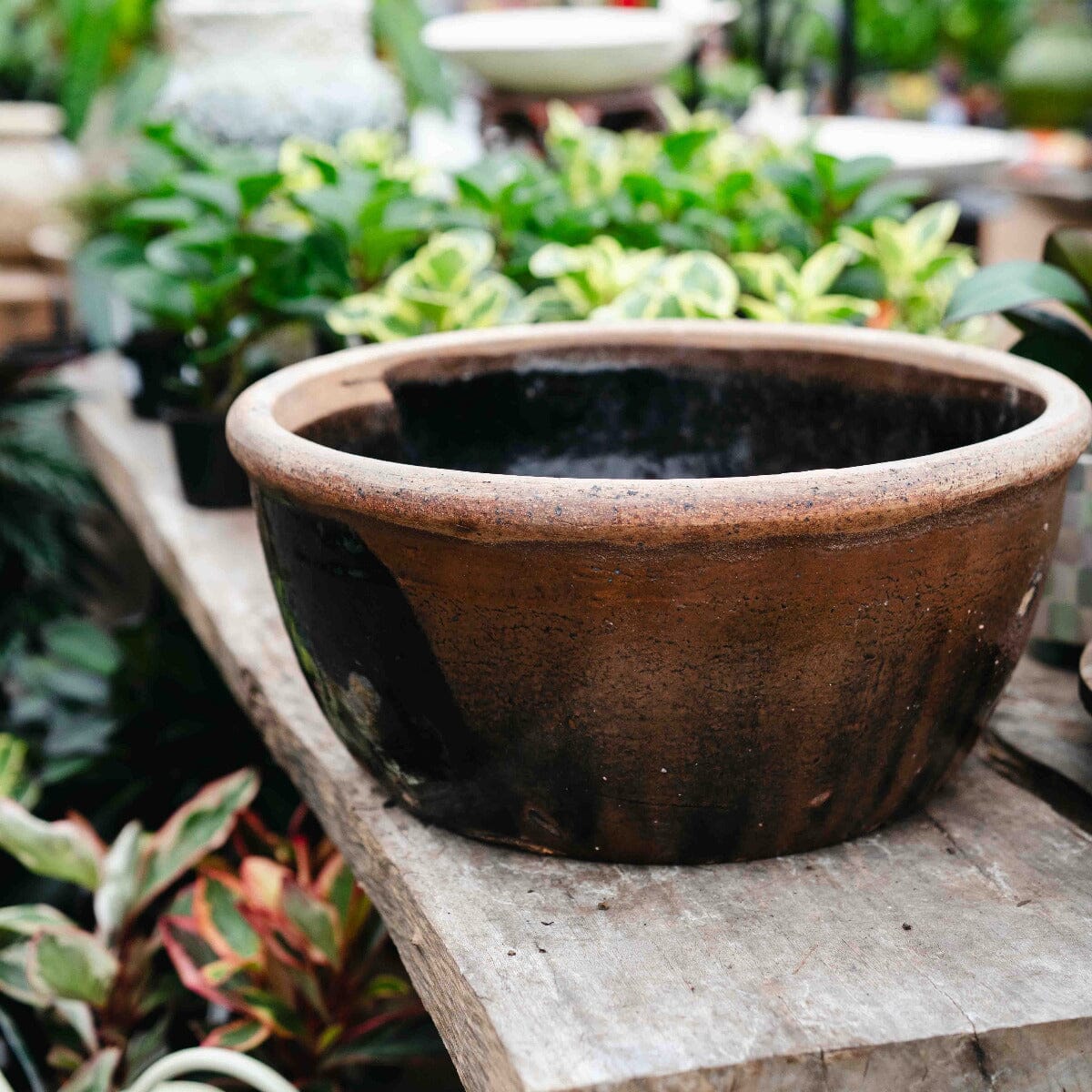 Chinese Stone Basin Pots - Decorator Brookfield Gardens