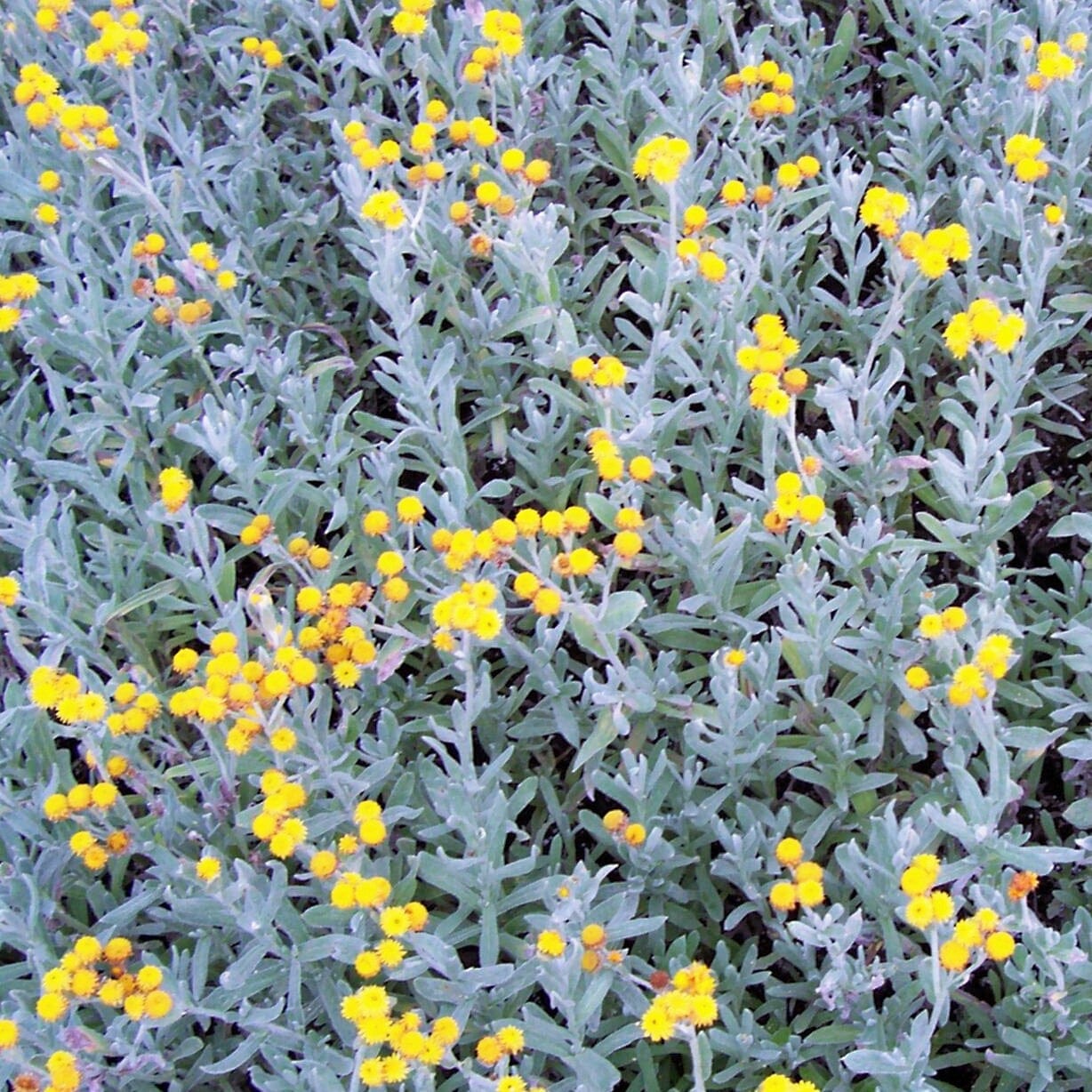 Chrysocephalum apiculatum, Yellow Buttons Natives incl trees Brookfield Gardens