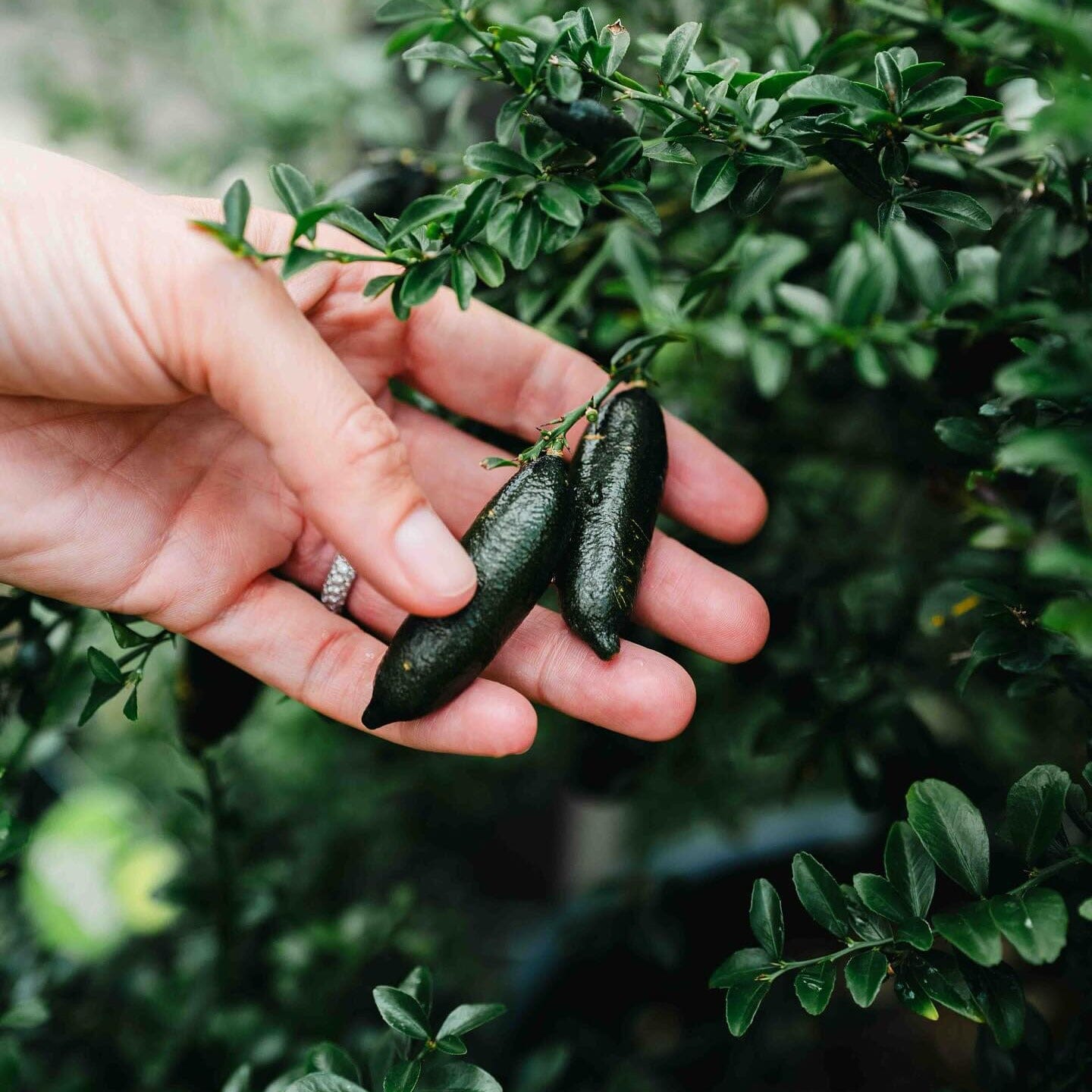 Citrus australasica, Finger Lime Fruit Trees Brookfield Gardens