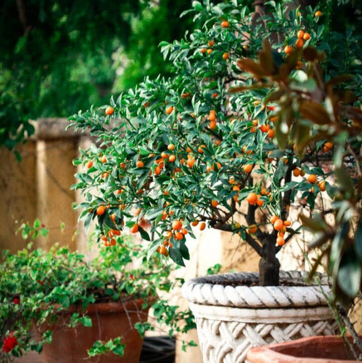 Citrus, Calamondin, Kumquat Fruit Trees Brookfield Gardens
