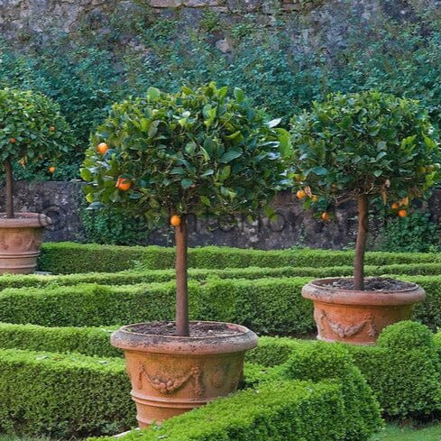 Citrus, Calamondin, Kumquat Fruit Trees Brookfield Gardens
