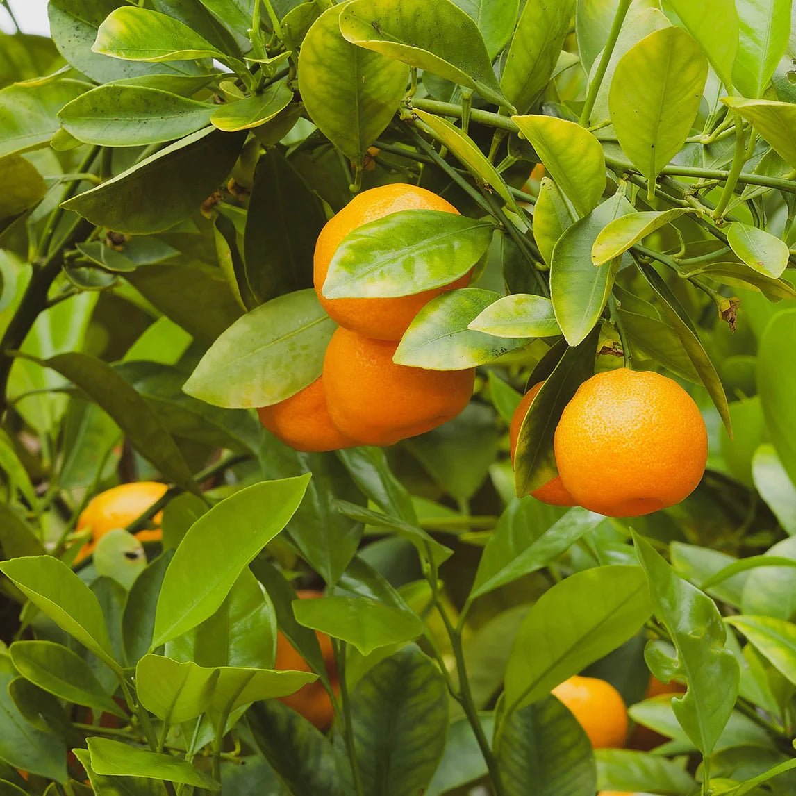 Citrus, Calamondin, Kumquat Fruit Trees Brookfield Gardens