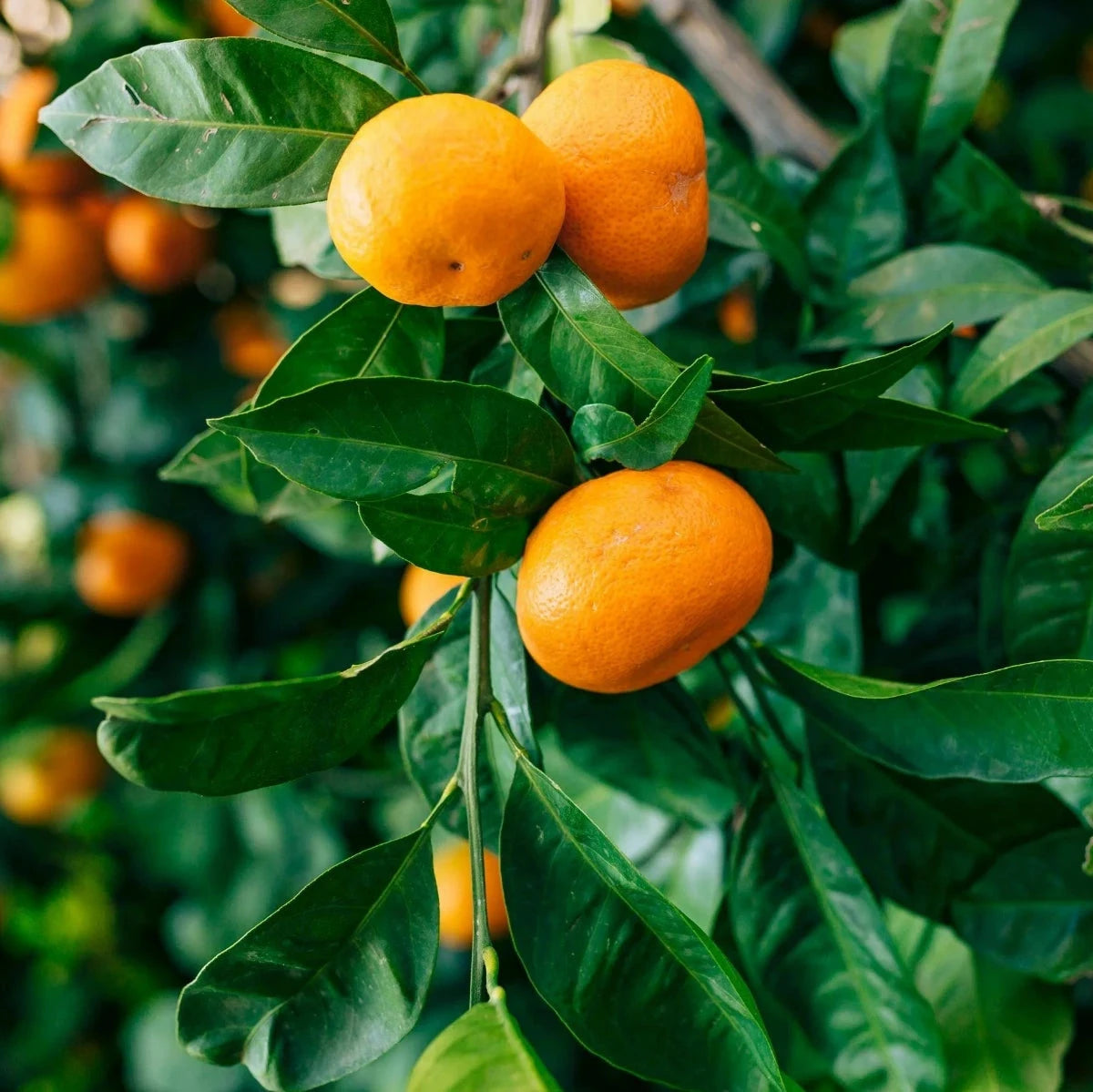 Citrus, Imperial Mandarin Fruit Trees Brookfield Gardens