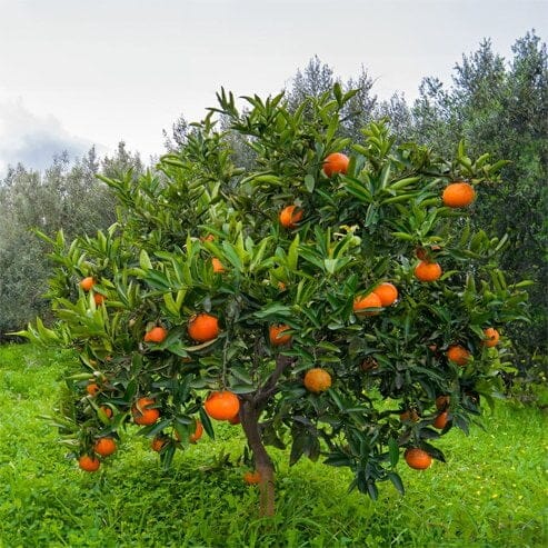 Citrus, Imperial Mandarin Fruit Trees Brookfield Gardens