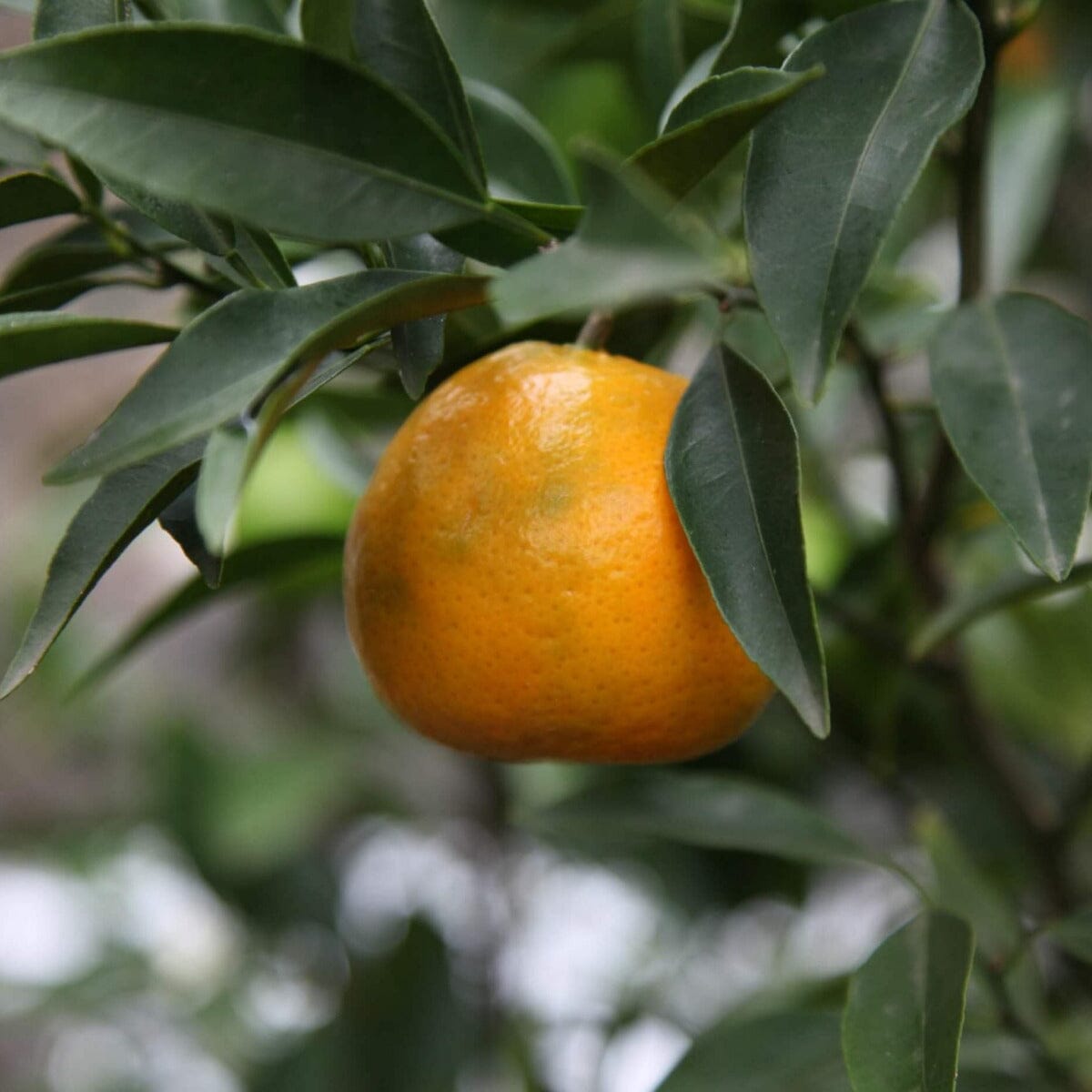 Citrus, Imperial Mandarin Fruit Trees Brookfield Gardens