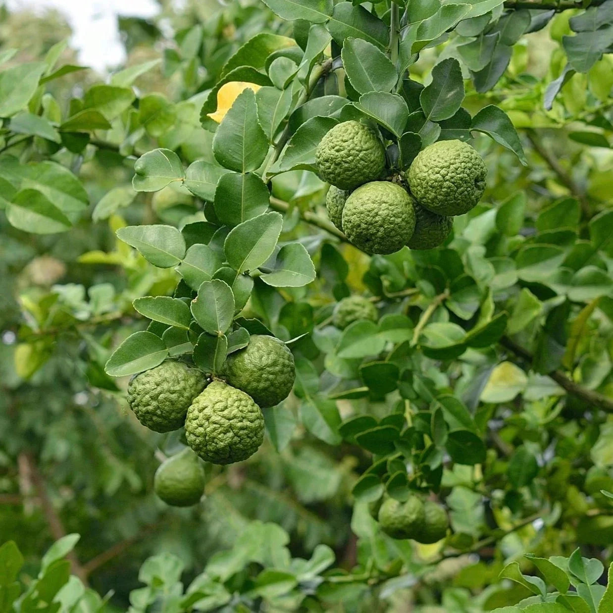 Citrus, Kaffir Lime Fruit Trees Brookfield Gardens