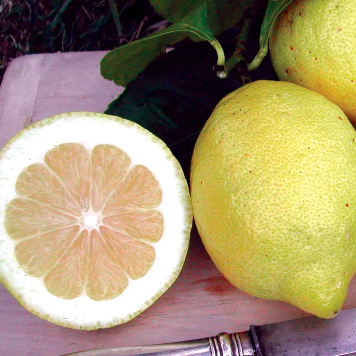 Citrus, Lemon Eureka Fruit Trees Brookfield Gardens