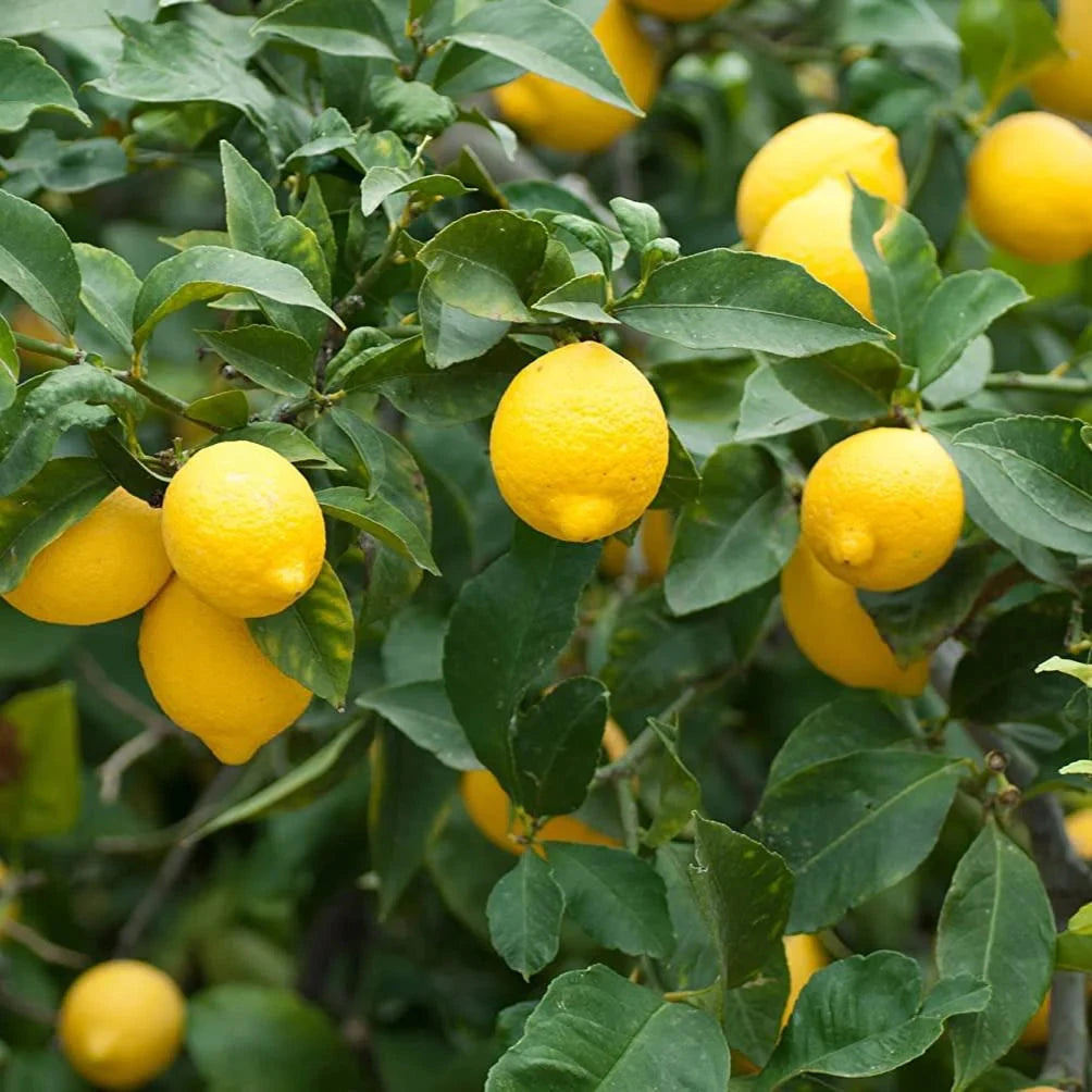 Citrus, Lemon Meyer Fruit Trees Brookfield Gardens