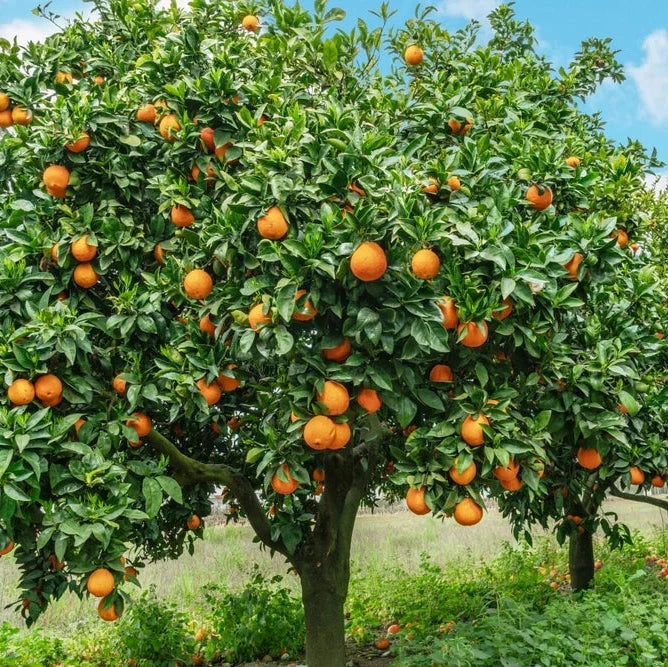 Citrus, Seedless Valencia Orange Fruit Trees Brookfield Gardens