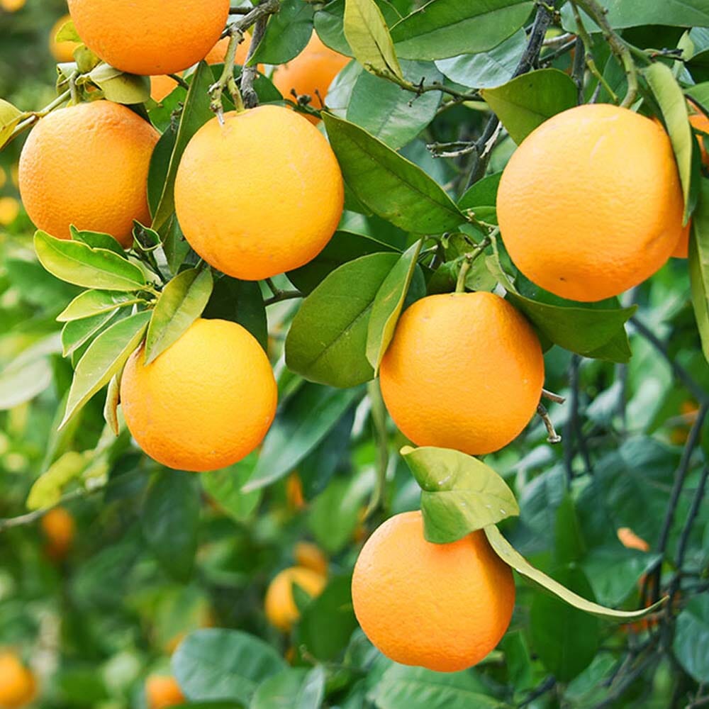Citrus, Seedless Valencia Orange Fruit Trees Brookfield Gardens
