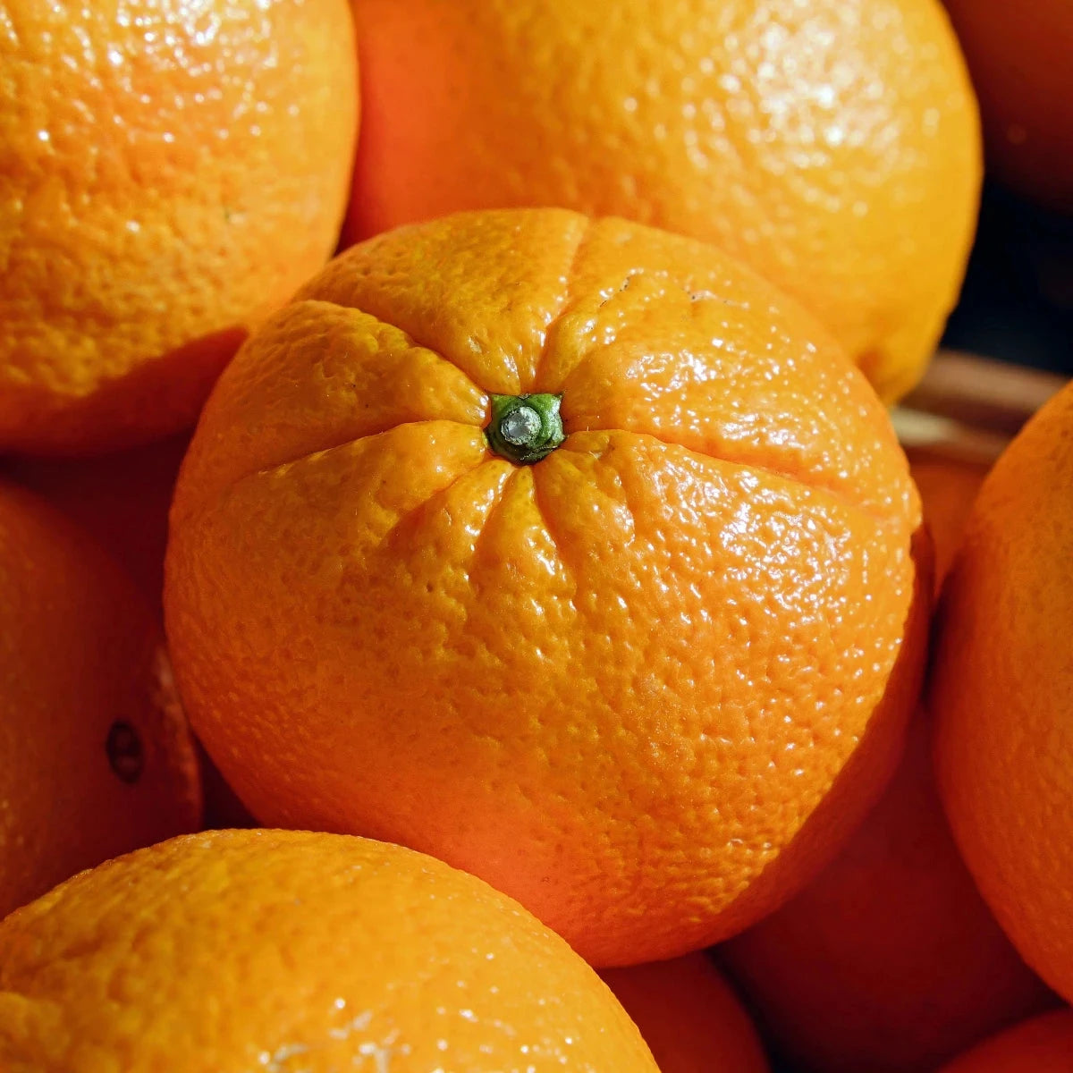 Citrus, Washington Navel Orange Fruit Trees Brookfield Gardens