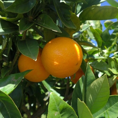 Citrus, Washington Navel Orange Fruit Trees Brookfield Gardens
