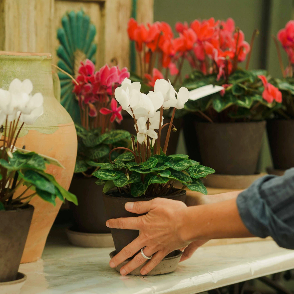 A person's hand holding a small potted white cyclamen plant on a marble shelf, surrounded by other potted flowers including red and pink blooms.