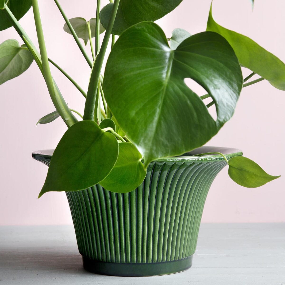 Daisy Green Emerald Pot Pots - Berg Berg
