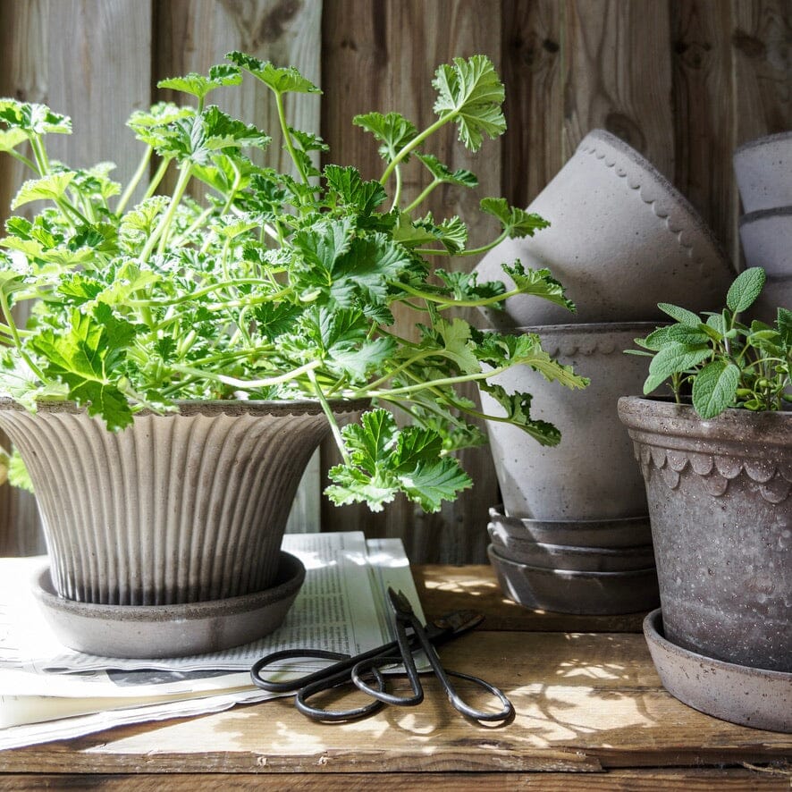 Daisy Grey inc Saucer Pots - Berg Berg