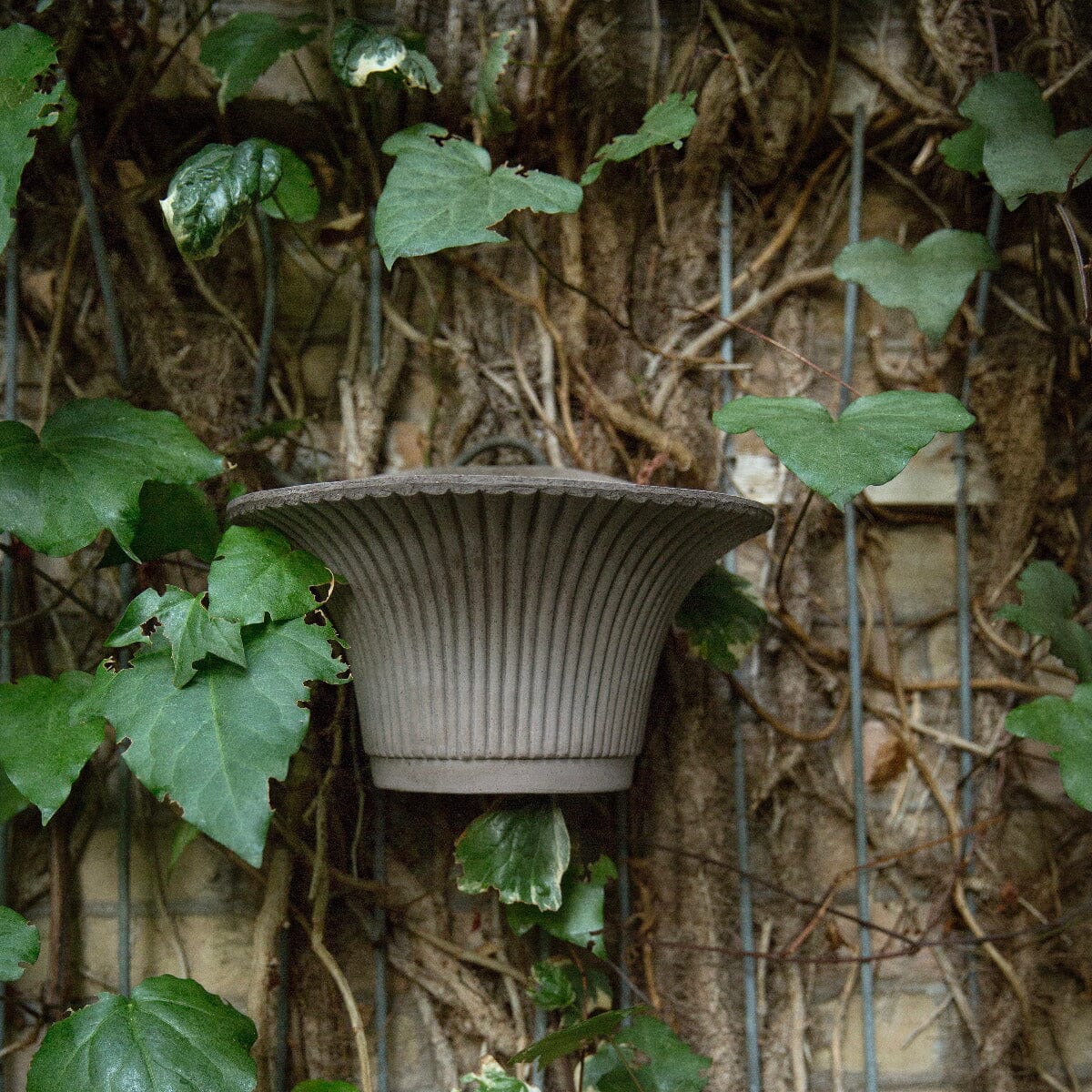 Daisy Grey Wall Pot Pots - Berg Brookfield Gardens