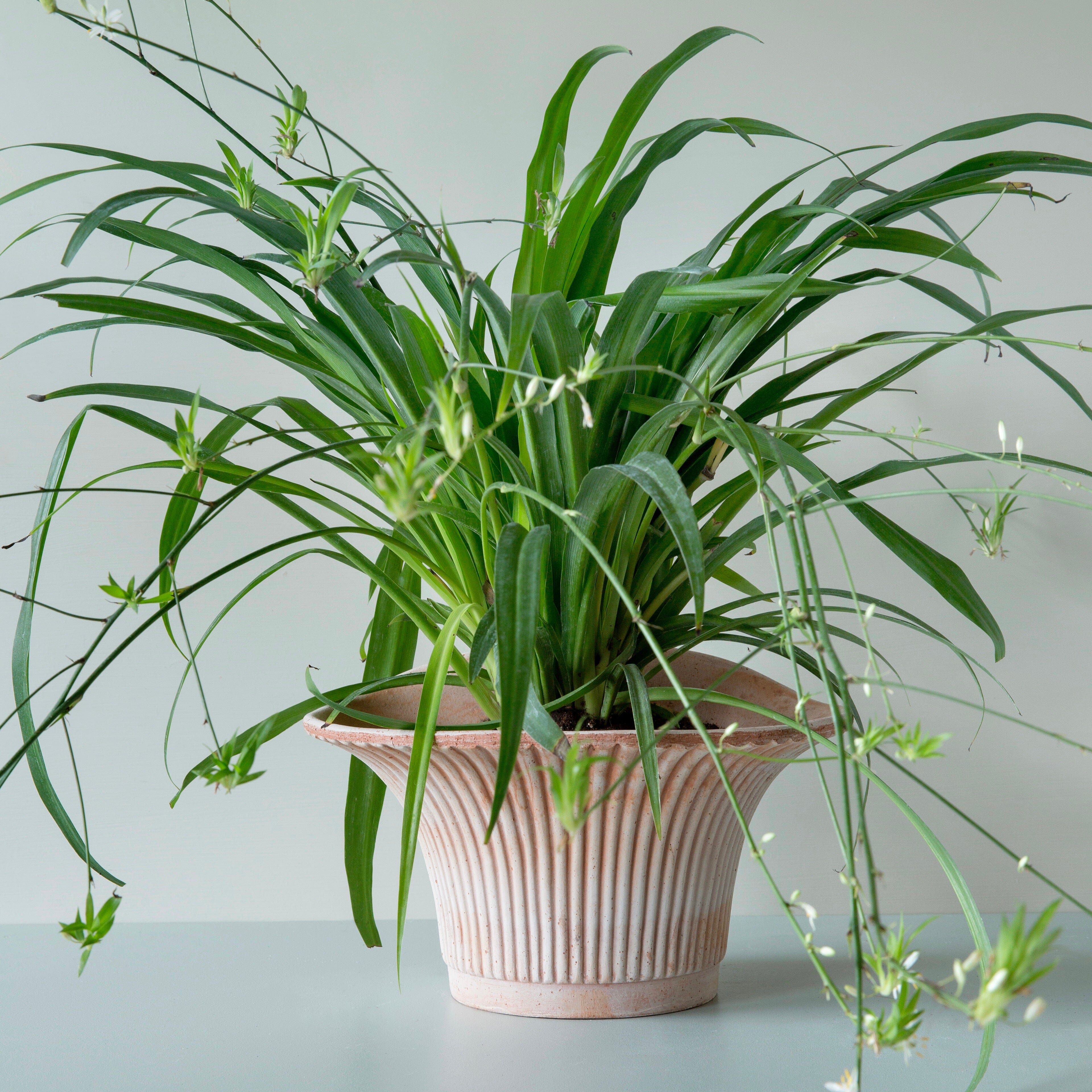 Daisy Rosa inc Saucer Pots - Berg Berg