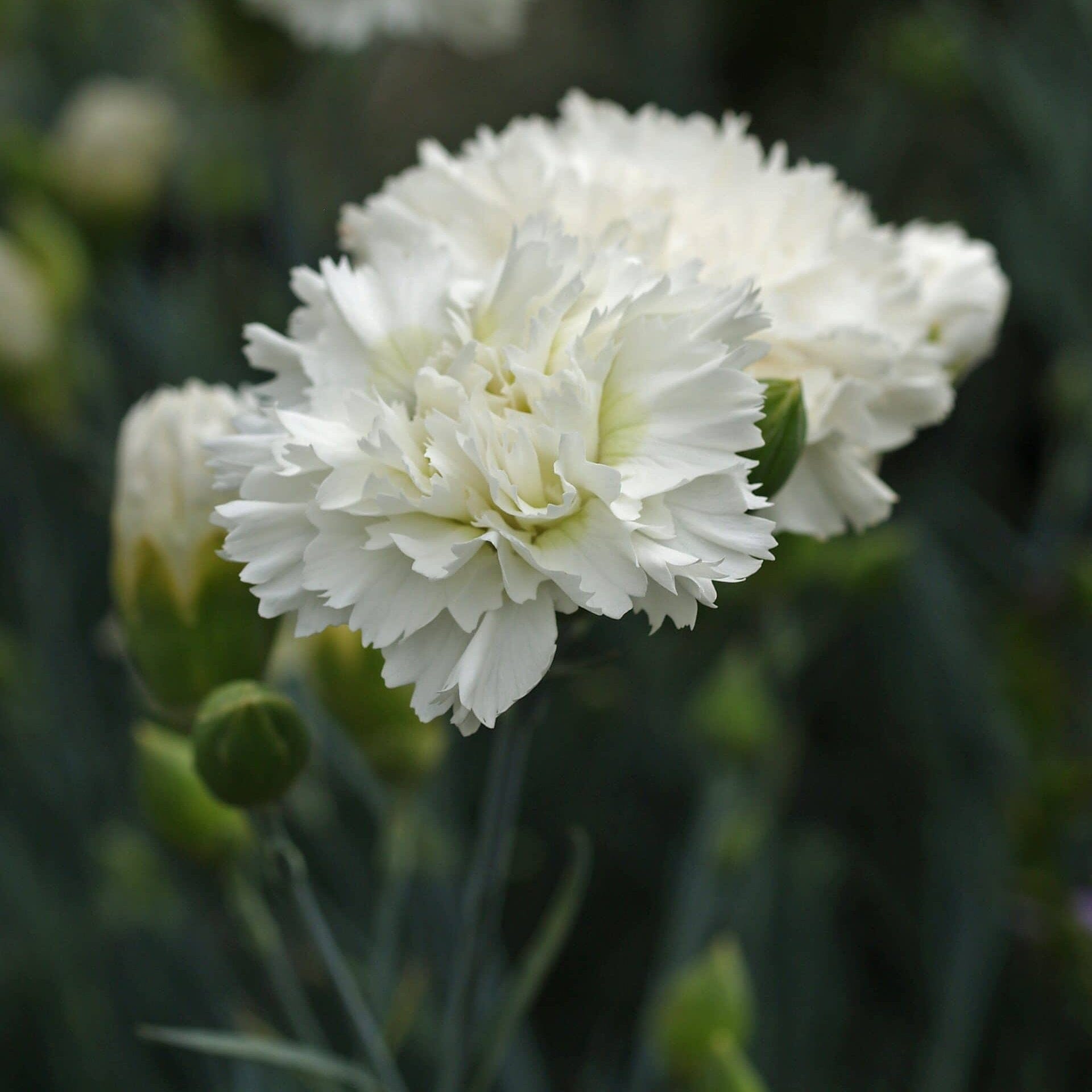 Dianthus 'Memories' Brookfield Gardens