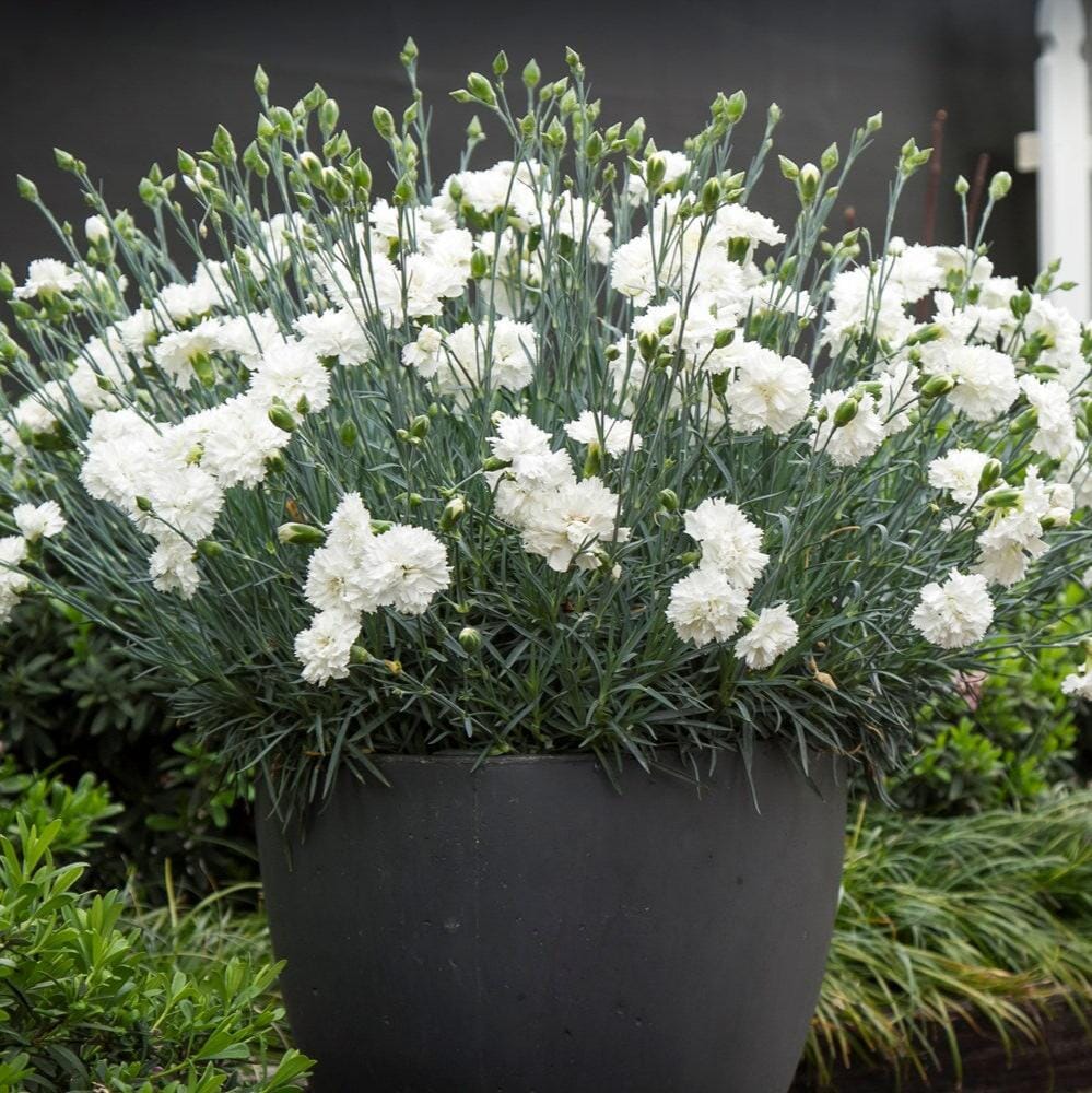 Dianthus 'Memories' Brookfield Gardens