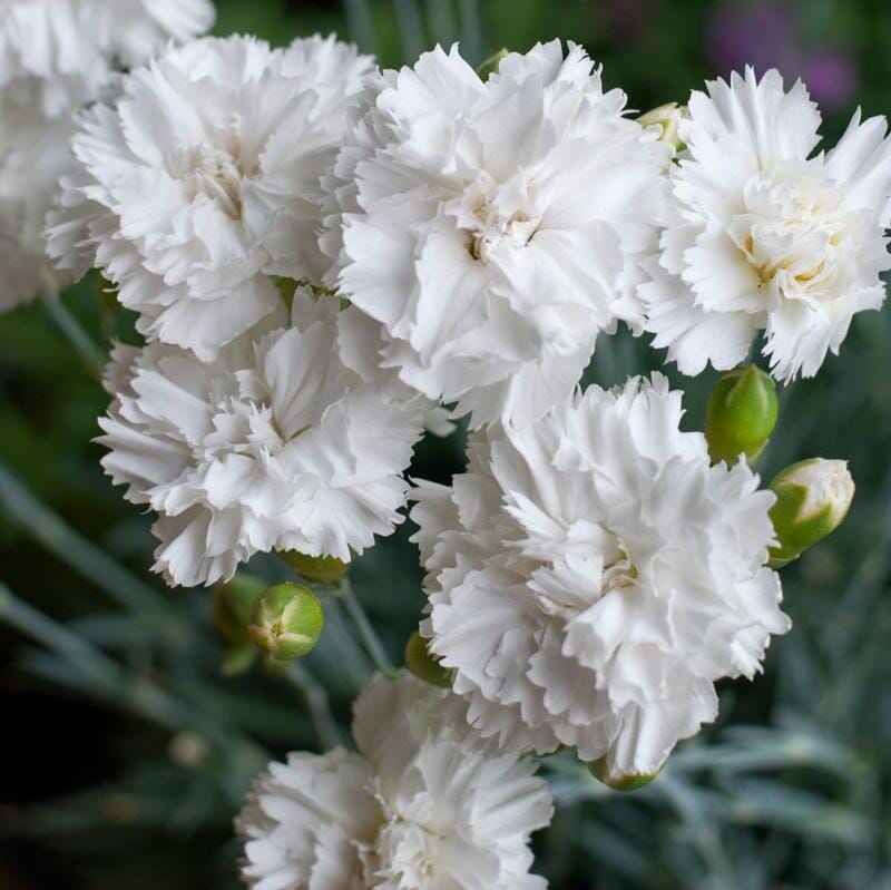 Dianthus 'Memories' Brookfield Gardens
