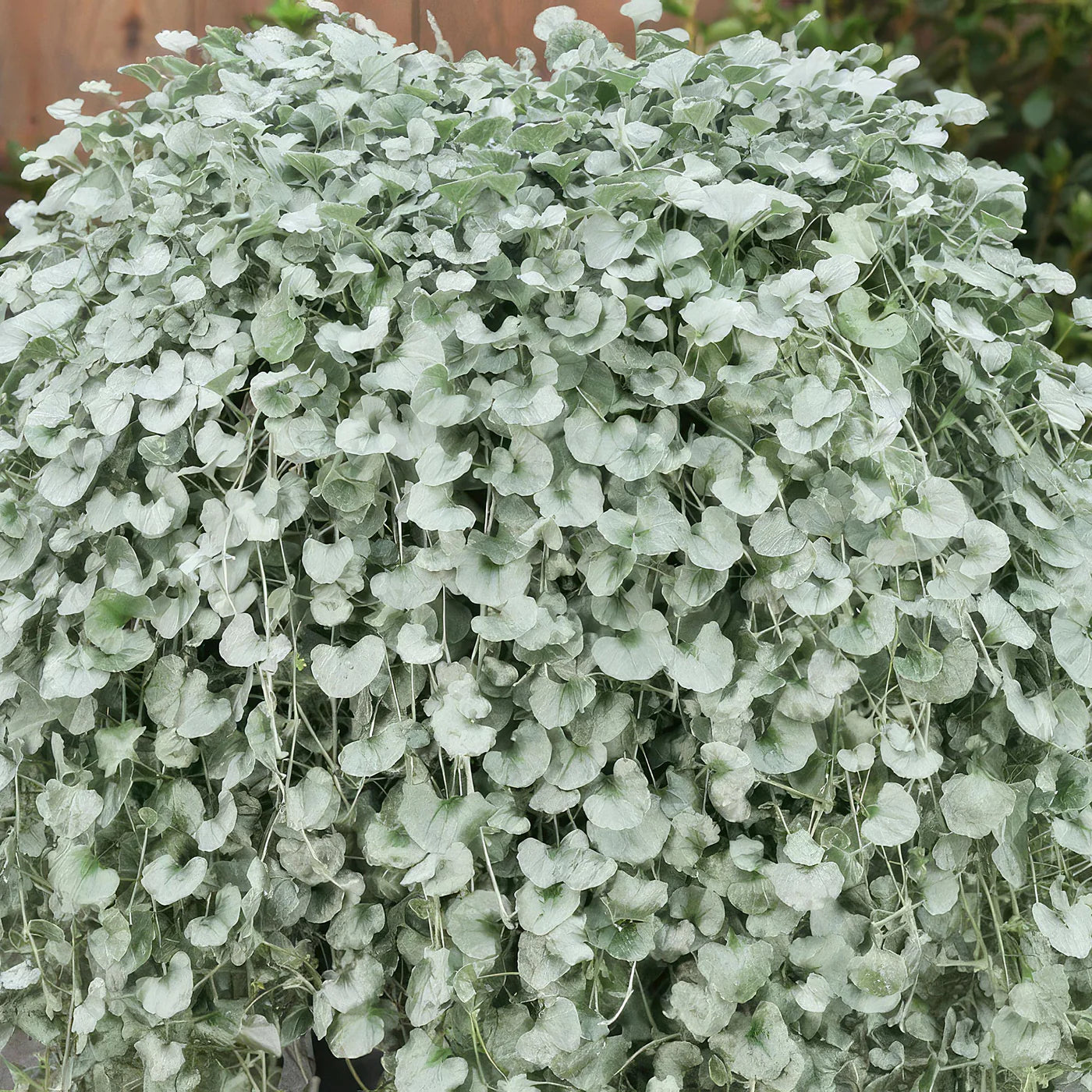 Dichondra argentea, Silver Falls