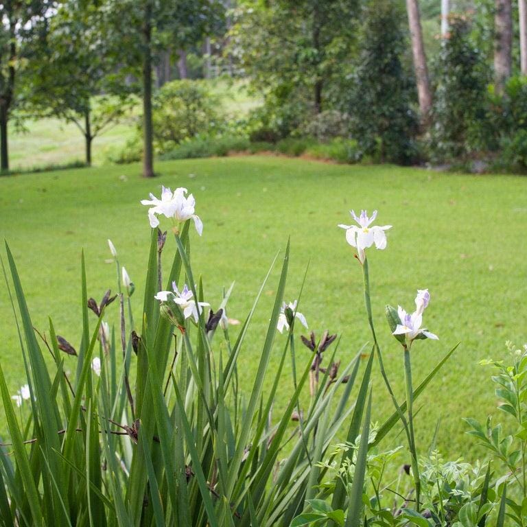 Dietes grandiflora, Wild iris Brookfield Gardens