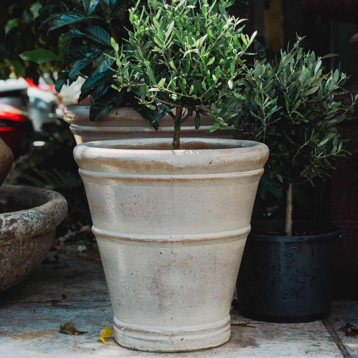 Handcrafted Dynasty Citrus Planter in Cream with a standard olive tree, featuring a classic kiln-fired finish for timeless garden styling.