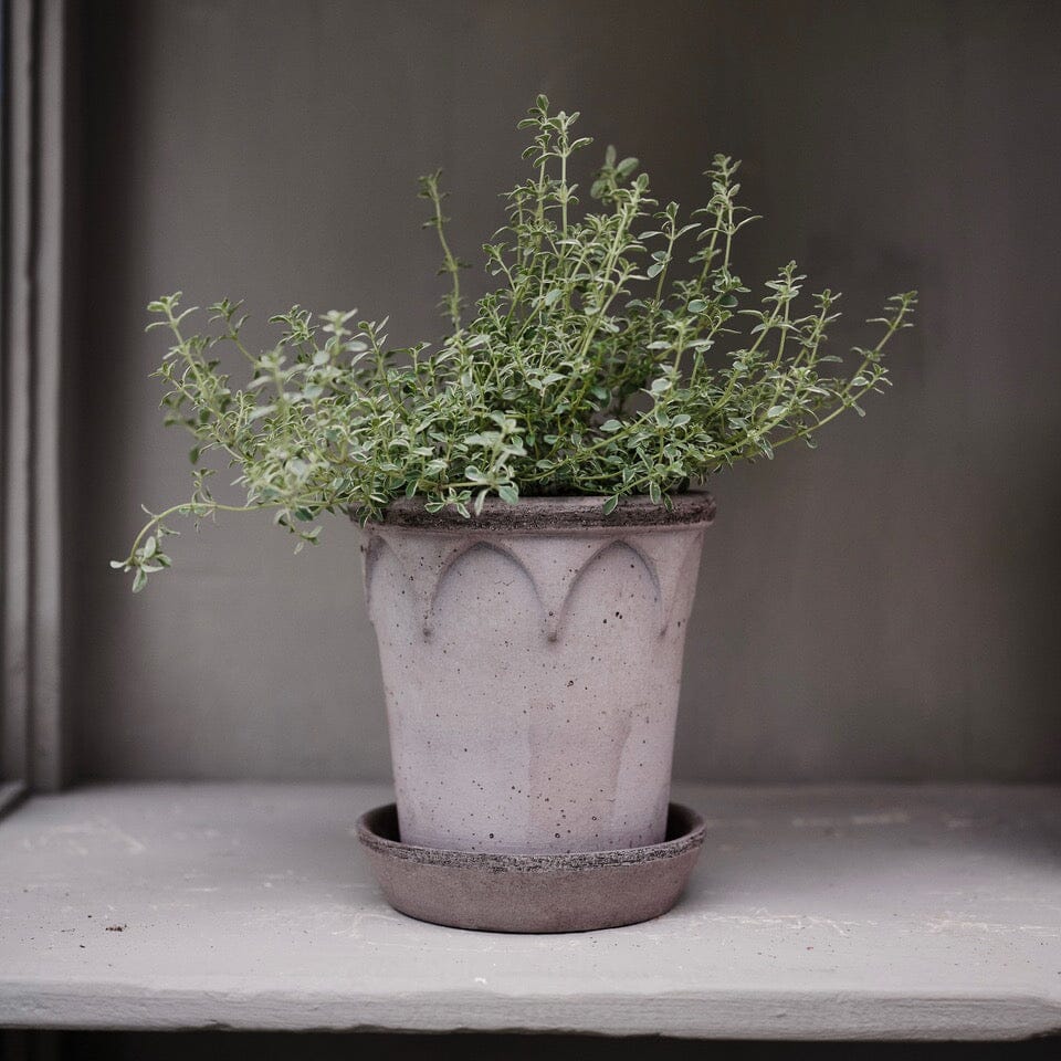 Elizabeth Grey inc saucer Pots - Berg Berg