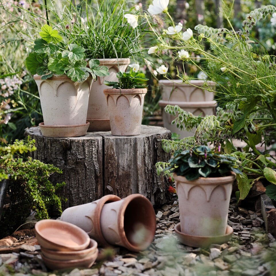 Elizabeth Rosa inc saucer Pots - Berg Berg