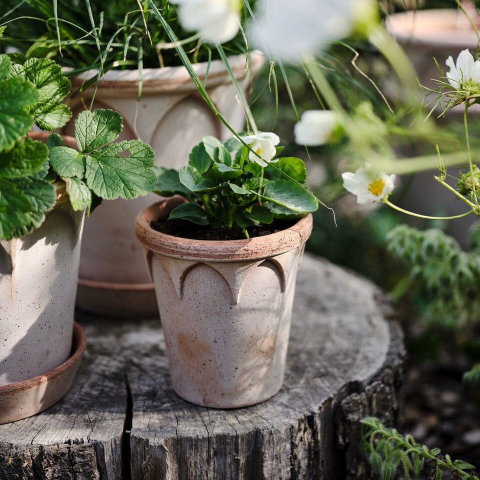 Elizabeth Rosa inc saucer Pots - Berg Berg