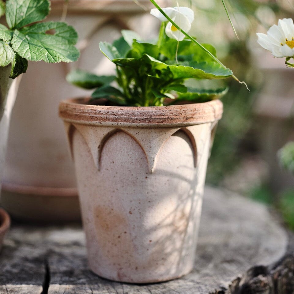 Elizabeth Rosa inc saucer Pots - Berg Berg