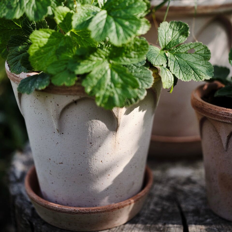 Elizabeth Rosa inc saucer Pots - Berg Berg