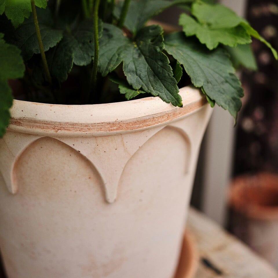 Elizabeth Rosa inc saucer Pots - Berg Berg