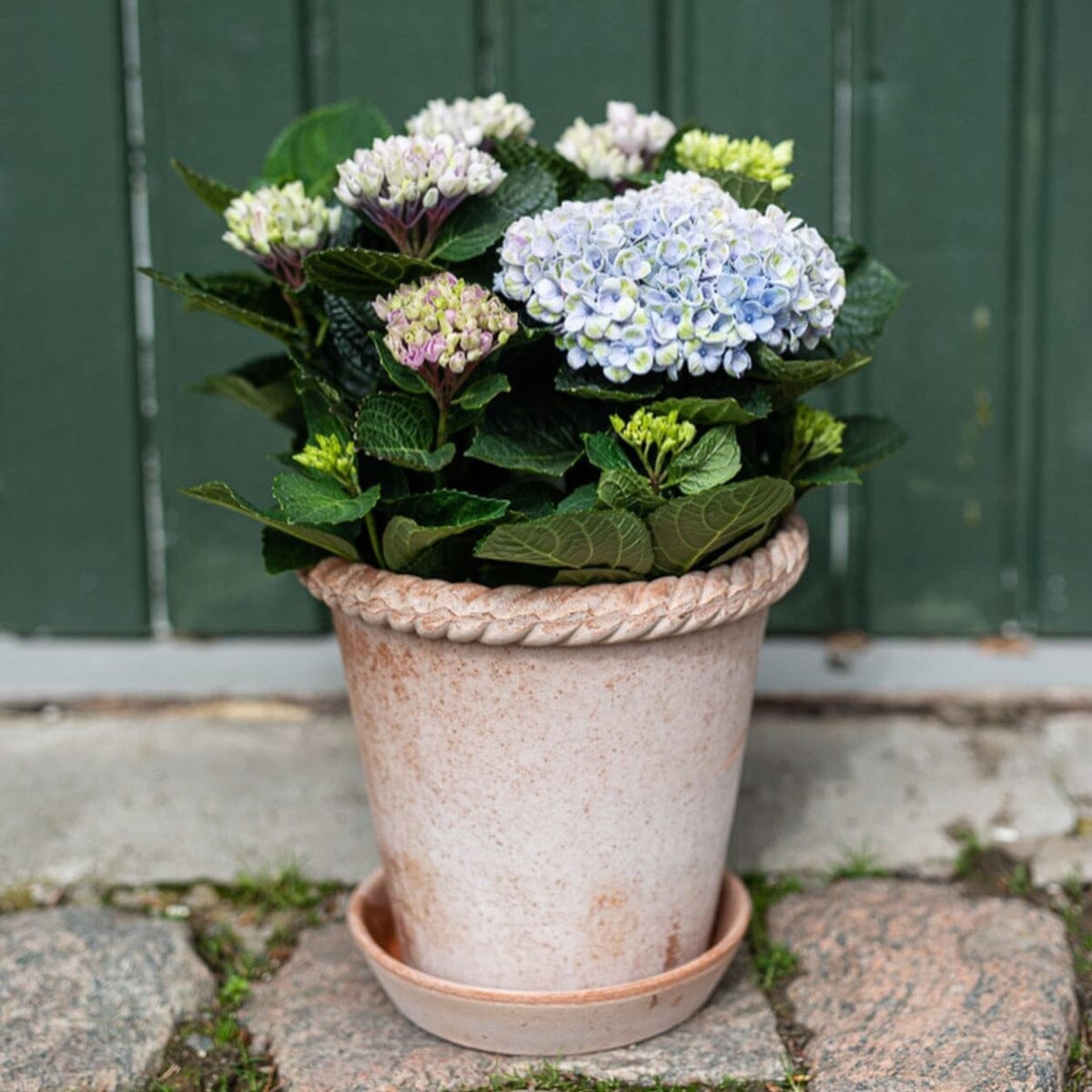 Emilia Rose inc saucer Pots - Berg Berg