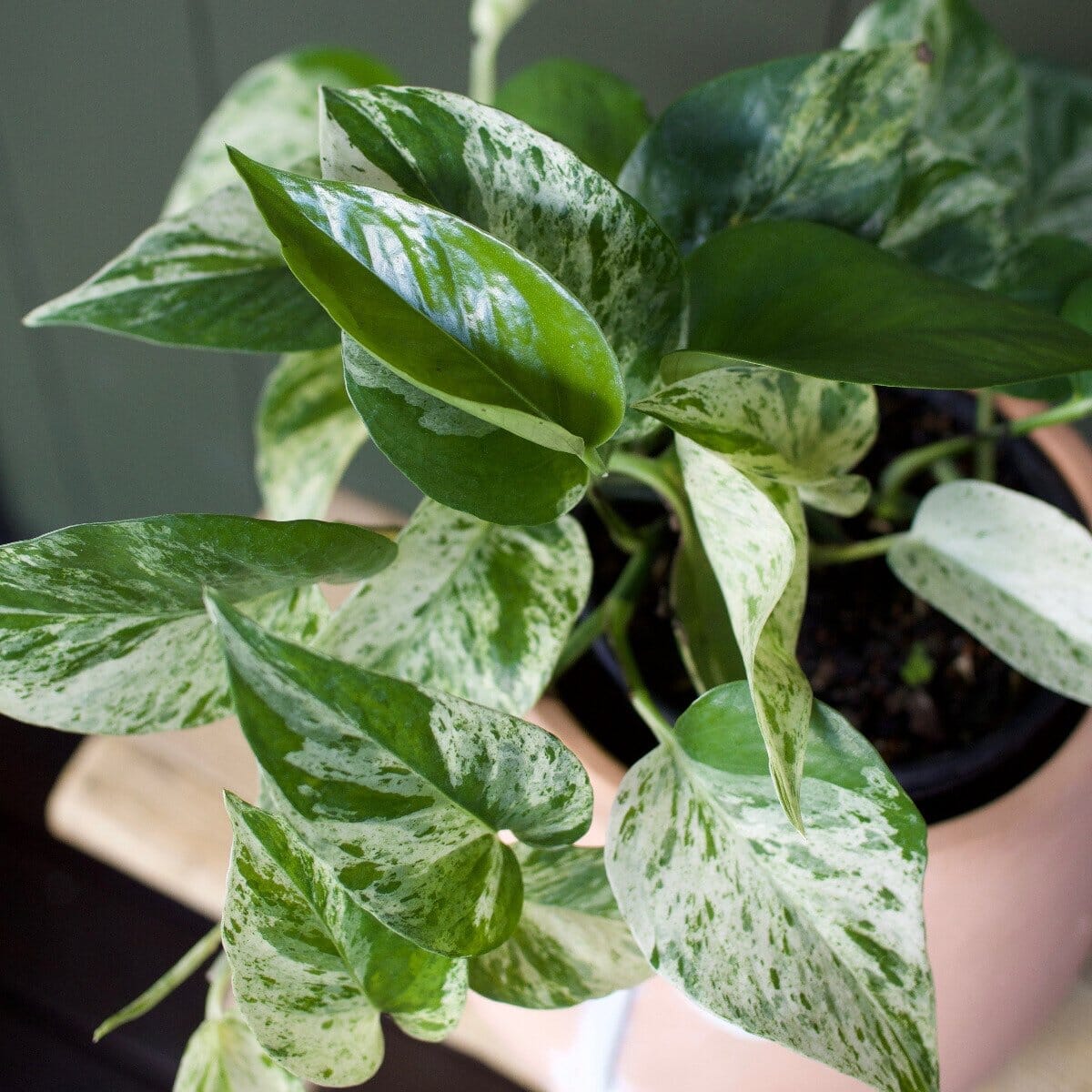 Epipremnum Marble Queen Brookfield Gardens