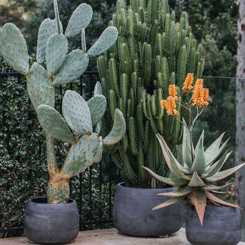 Euphorbia Cowboy Brookfield Gardens