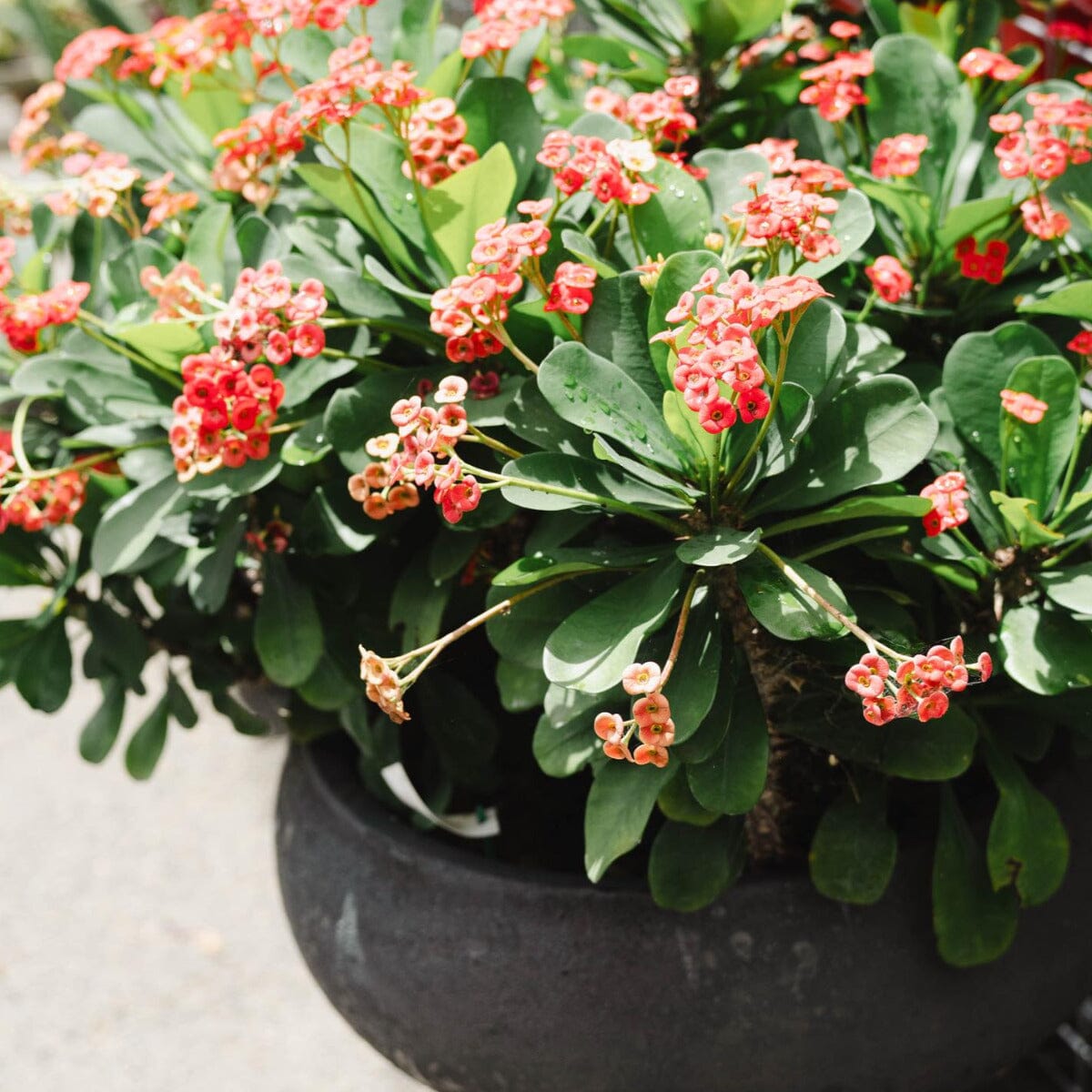 Euphorbia milii Brookfield Gardens