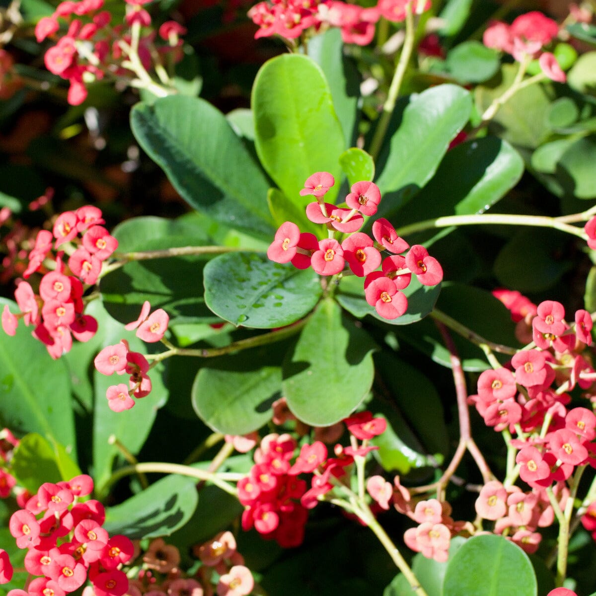 Euphorbia milii Brookfield Gardens