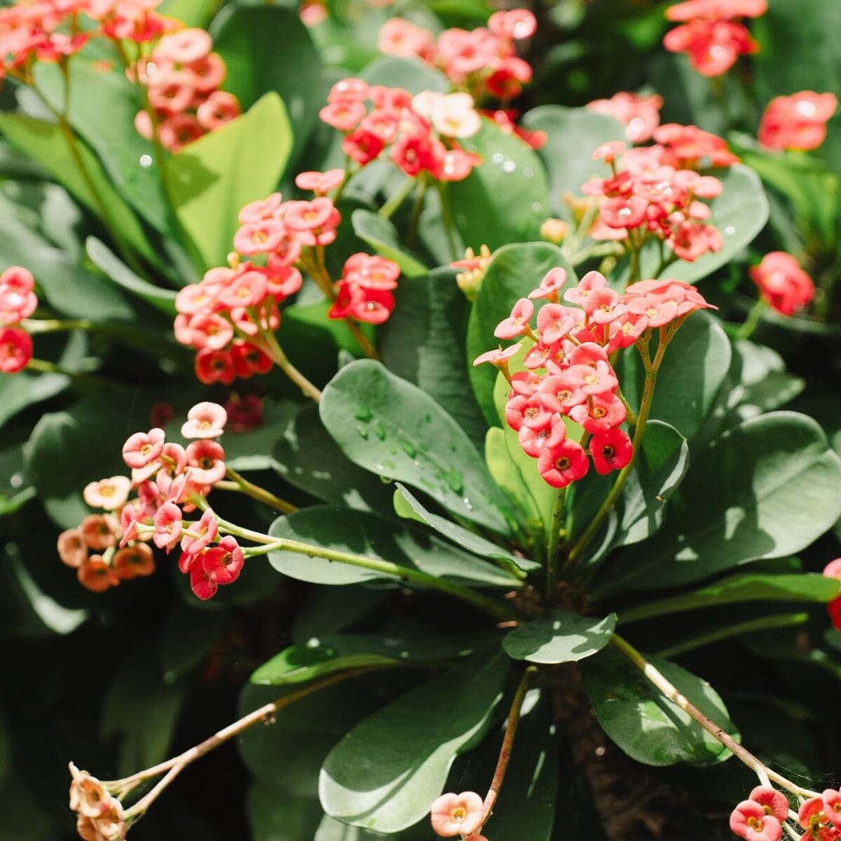 Euphorbia milii Brookfield Gardens