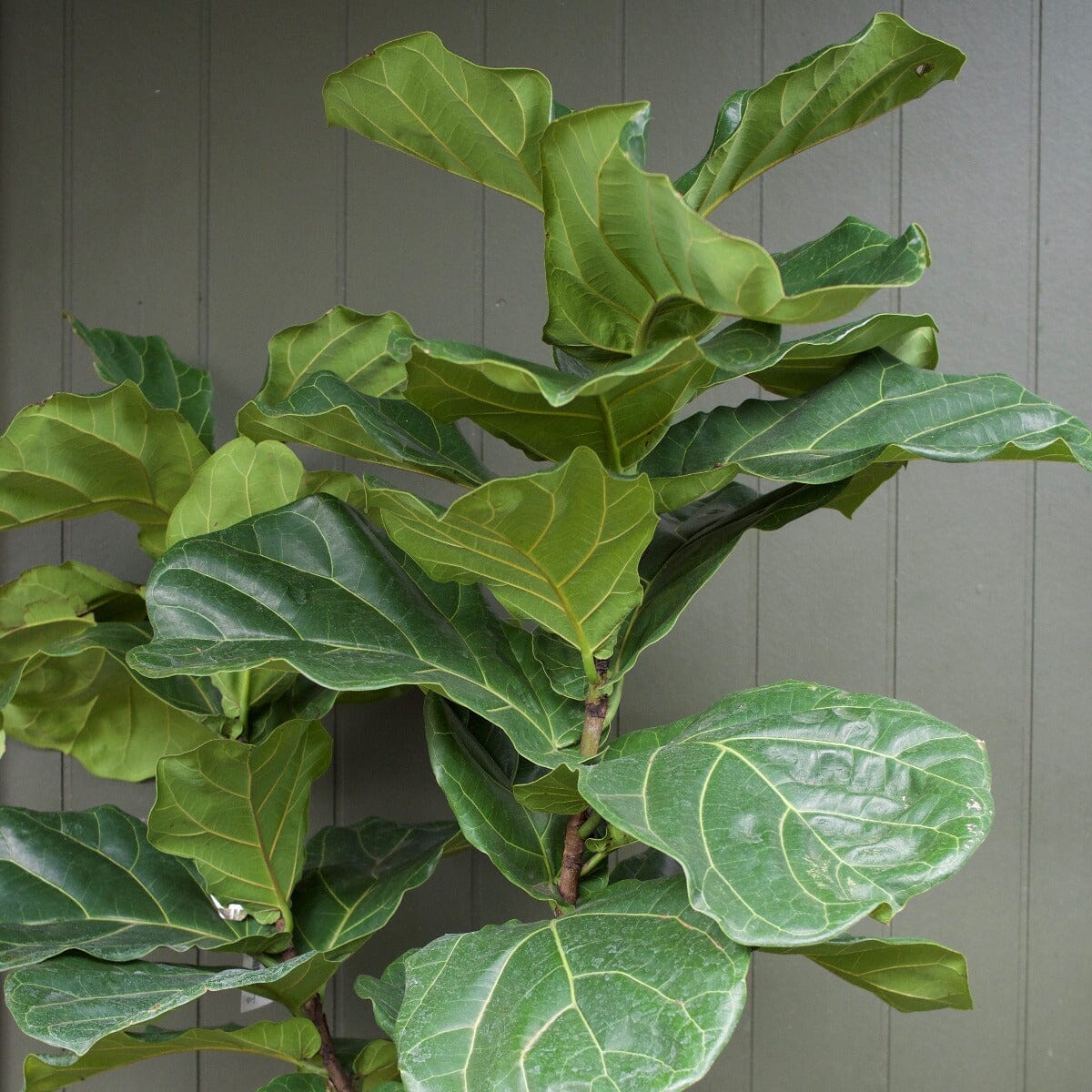 Ficus Lyrata Brookfield Gardens