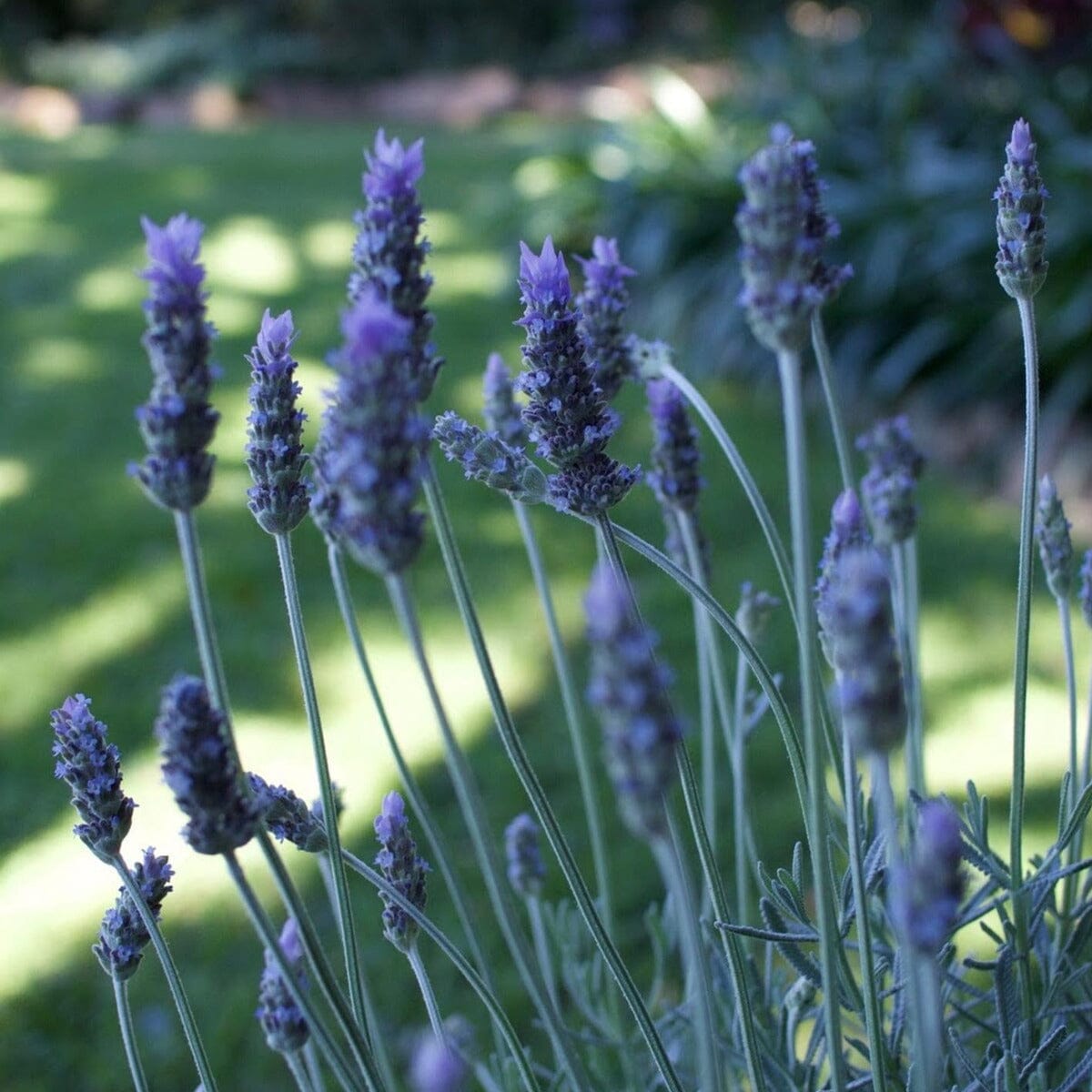 French Lavender Brookfield Gardens