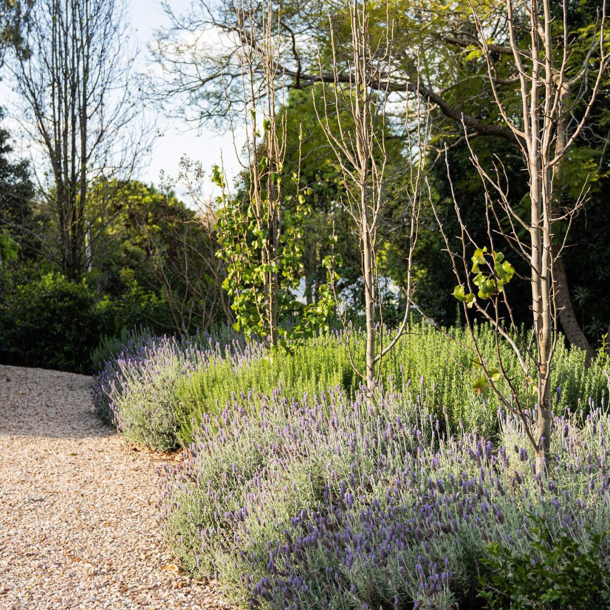 French Lavender Brookfield Gardens